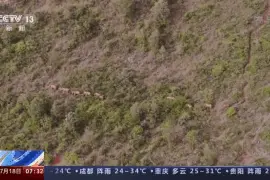 16个月行程400多公里 跟着象宝宝重温这趟说走就走的旅行图片