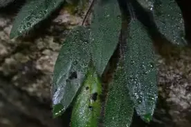 比大熊猫还珍稀的极危植物，消失百年后从天坑“归来”图片