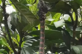 杭州女子家门口偶遇一条蛇，浑身散发鱼腥味，可秒变“剧毒蛇”图片