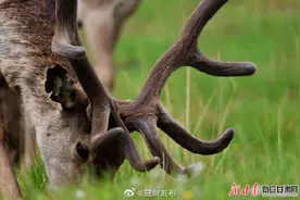 肃南草原绿草如茵鹿鸣呦呦图片