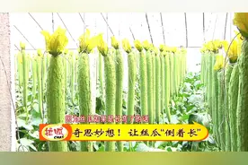 大棚之内倒挂金瓜~不仅颜值高更能卖个好价钱图片