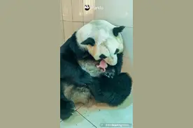 大熊猫珍珍苏珊同日诞下双胞胎 四个宝宝叫什么名字好呢？图片