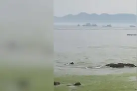 山东青岛暂时关闭部分海水浴场，大型机械入场清理浒苔