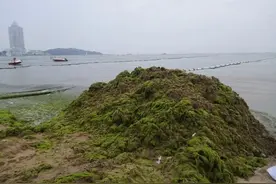青岛今年浒苔打捞或破百万吨，大部分腐熟后投海图片