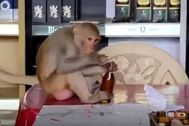 印度一只猴子闯入酒廊 当着老板面喝下一瓶酒图片