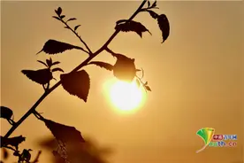 英国日落金光四射 植物剪影美如画图片