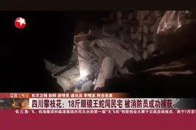 四川攀枝花：18斤眼镜王蛇闯民宅  消防员成功捕获视频封面