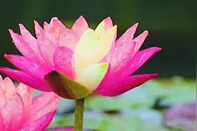 罕见双色睡莲南京玄武湖绽放视频封面