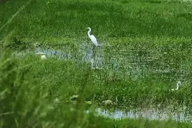 果然视频｜济南近郊最美湿地，石崮寨边玉符河白鹭飞舞图片