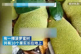 奇！广东一菠萝蜜树果实躺平生长图片