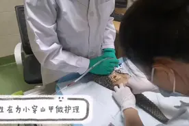 视频来啦！广西接力救治穿山甲第15天，能主动进食喝水图片