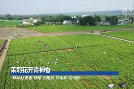 茉莉花开青神香