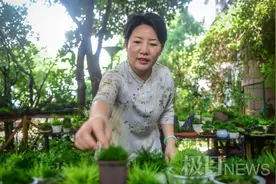 千年网红，菖蒲之恋图片