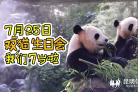 云南野生动物园大熊猫兄弟本周日过生日 同一天生日朋友可免费入园参加生日会图片