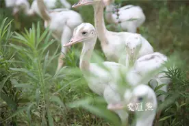 省内首次！大美洲鸵在金牛湖野生动物王国人工孵化成功图片