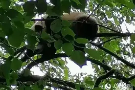 村民上山采药，抬头发现树上一只大熊猫……图片