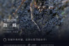 「云南生物多样性数字化百科图谱」节肢动物·散蛛：别被外表所骗，这家伙是顶级杀手图片