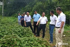阳春市双滘镇黄沙村广藿香种植基地挂牌成立图片