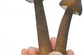 鸡枞菌领军 云南菌登场图片