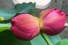 直播大湾区丨夏日寻芳“莲花山” 已是莲花开满塘视频封面