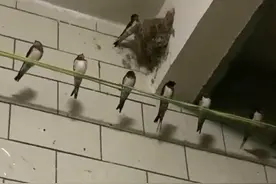 女子家屋檐飞来几只燕子筑巢，几个月后竟增加到89只还排排站图片