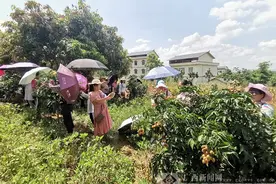 横县那罗村：黄皮果飘香富农家图片