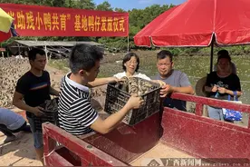 邕宁区：发放鸭苗助残疾人稳定增收图片