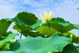 走进乡村看小康丨万亩荷花翻碧浪 扮靓乡村振兴路视频封面