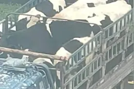 因罚款争议奶牛被扣留13天1头死亡，畜牧兽医局：依规扣罚视频封面