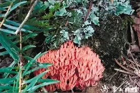 云南菌子——珊瑚菌图片
