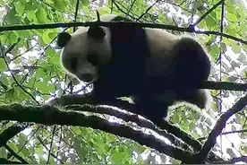 视频｜野生大熊猫树上打瞌睡 全程高冷不理人图片