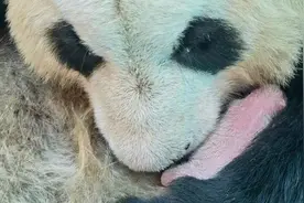 2只大熊猫同日诞下双胞胎，网友：期待征名环节视频封面