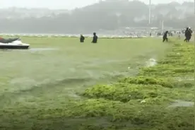 青岛浒苔创历史最大值，专家：青岛浒苔可能会长期存在于近海视频封面