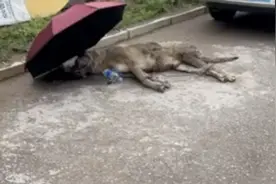 志愿者驱车200公里救回重伤狗狗 网友：要挺过来图片