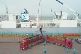 3940头！首批智利进口种牛在广州港南沙港区上岸图片