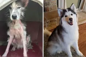 新一波“狗狗收养前后对比图”，这惊人的变化太治愈了图片