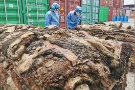 看吐了，用于加工生产食品添加剂的生牛皮！黄岛海关查获一批禁止进口“洋垃圾”图片