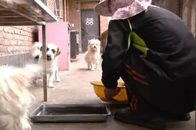 贵州拾荒老人收养48只猫狗，生活窘迫难以维持！谁愿意领养？图片
