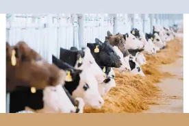 5年后云南肉牛规模将达230万头图片