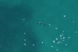 无人机拍到鲨鱼袭击潜水员 被其用长矛击退图片