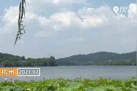 杭州：西湖夏日限定的美！黄荷花绽放视频封面
