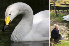 英国长寿天鹅30岁去世图片