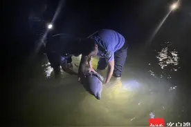 紧急救援！一条近2米长海豚搁浅在澄迈近海图片