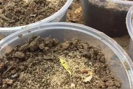 河北邯郸农民“种”金蝉 带领村民走上致富路图片