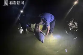 事发凌晨，又有一只海豚搁浅了……图片