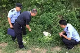雪白可爱！潍坊一景区内发现白狐，走近一看太萌了图片