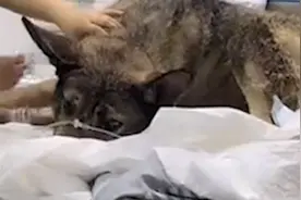 大连一家犬疑因偷吃主人鸡遭打成重伤，被动保组织救助图片