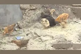 每天凌晨三点，和闹钟一样准时！小区变成养殖场 男子崩溃了……图片