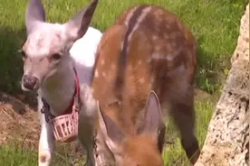 通体雪白！陕西发现1只纯白色小梅花鹿视频封面