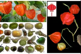 菇娘——花发育的新模式植物丨笺草释木图片